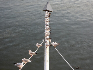 Wall Mural - river seagulls sitting and flying by the Danube river in Novi Sad