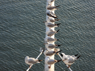 Wall Mural - river seagulls sitting and flying by the Danube river in Novi Sad