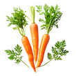 © Naphatson - three carrots isolated on a white background