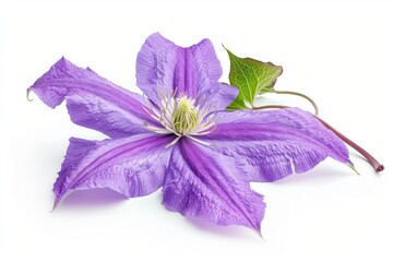 Wall Mural - Closeup of isolated purple clematis flower with lavender petals