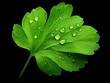 © GoodRNG - A closeup of a geranium leaf with perfect water droplets, emphasizing its edible nature