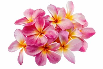 Poster - Pink frangipani flowers isolated on white background with clipping path