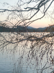 Sticker - A tree branch is floating in the water