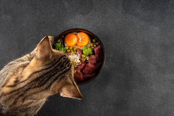 barf (biologically appropriate raw food) food concept, healthy bowl for domestic pets background wit