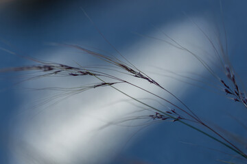  Blade of grass with seeds in front of a blurred background