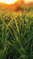 Sticker - Close-up shot of dew-covered grass under a golden sunrise/sunset glow, creating a serene ambiance in the image.