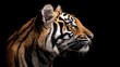 © Антон Сальников - Stock Photographic Image of a tiger HD 8K wallpaper