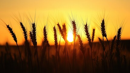 Wall Mural - silhouette of wheat stalks against a sunset capturing the essence of nature and tranquility in an ag