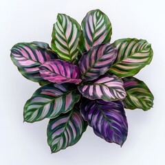 Canvas Print - Real calathea plant leaves leaf purple.