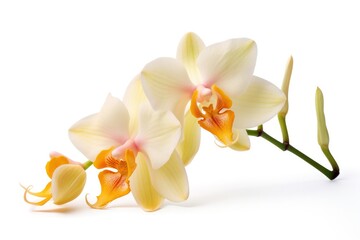 Wall Mural - A graceful orchid with pale yellow petals and a soft orange lip