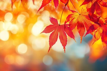 Sticker - Beautiful autumn background with red maple leaves and blurred bokeh light leaf sunlight nature.