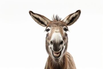 Poster - Smiling donkey wildlife mammal animal.