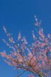 © Richard Semik - pink twigs blooming in spring