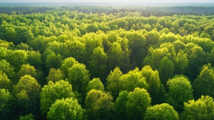 Canvas Print - Aerial shot of a forest in spring, with fresh green leaves and clear skies, leaving room for text.