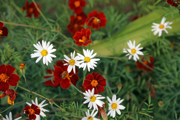 Red African Marigolds and Daisy blooms, Powys Wales
