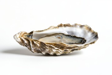 a single, freshly opened oyster on a pure white background, glistening with dew and revealing its tender flesh