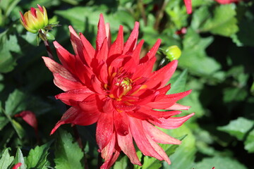 Sweden. Dahlia pinnata is a species in the genus Dahlia, family Asteraceae, with the common name garden dahlia. It is the type species of the genus and is widely cultivated.