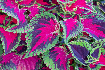 Coleus Decurrens, a species of flowering plant in the family Lamiaceae, native to southeast Asia through to Australia, widely grown for the highly decorative variegated leaves.