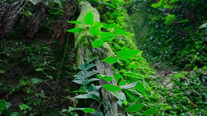 Wall Mural - Mossy trees and plants in a dense tropical rainforest ecosystem