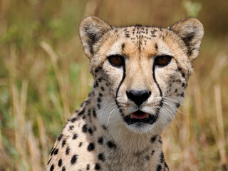 Portrait of African Cheetah (Acinonyx jubatus) open mouth and seen from front