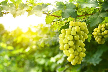close-up green grape cluster on vine in the vineyard.