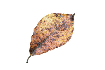 Wall Mural - autumn leaf in fall colour during november, macro close up png file cut out and isolated on a transp
