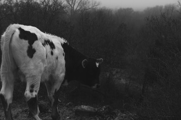 Wall Mural - Spotted calf cow in foggy weather on Texas rural hill countryside of farm in black and white.