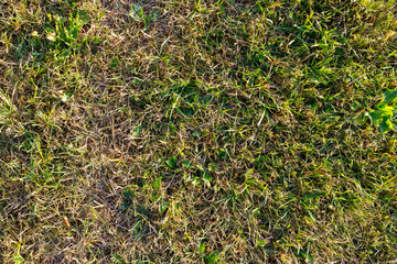 A striking contrast of lush green blades and brown patches of grass adorns the ground under clear blue skies.