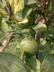 Unripe green sweet orange with green leaves on plant. unripe Citrus sinensis fruit with leaves on plant 