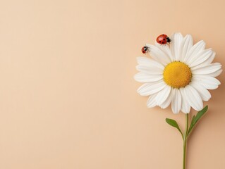 Wall Mural - Daisy and Ladybugs