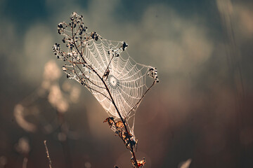 Wall Mural - a spider web in the dew in the light of the rising sun