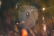 © Micha - A spider web in the dew in the light of the rising sun