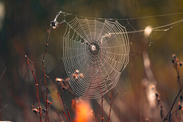 a spider web in the dew in the light of the rising sun
