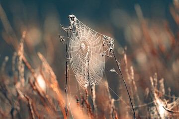 Wall Mural - a spider web in the dew in the light of the rising sun