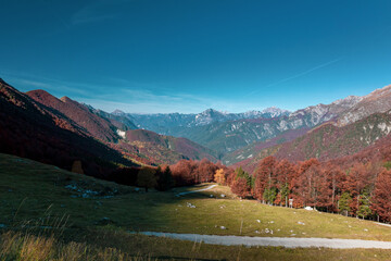 Wall Mural - Foliage in the woods of Val di Resia, Friuli-Venezia Giulia