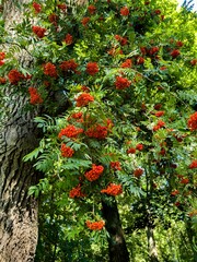 Wall Mural - A large rowan tree with vibrant clusters of red berries grows in a dense forest, its trunk standing tall among lush greenery. Sunlight filters through the canopy, illuminating the vibrant colors of