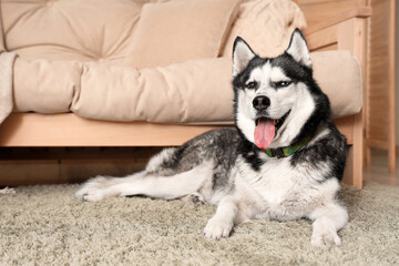 Sticker - Cute Husky dog lying on carpet in living room