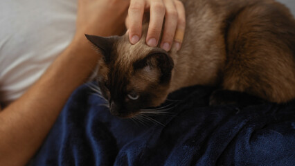 Wall Mural - A man strokes a siamese cat lying on a blue blanket indoors, highlighting a serene human-animal bond.