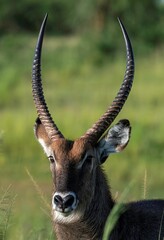 waterbuck antelope in the grassland of Murchison falls national park in Uganda