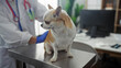 © Krakenimages.com - A woman veterinarian in a clinic examines a chihuahua dog standing on a metal table, with her hands gently holding the pet.