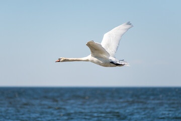 White swan flies over the blue sea