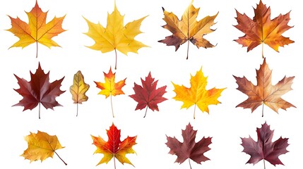 Wall Mural - Colorful autumn leaves set isolated on white background Al Content