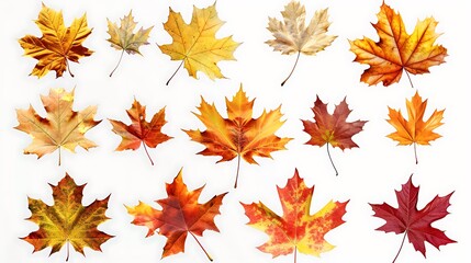 Wall Mural - Collection of autumn leaves isolated on transparent background
