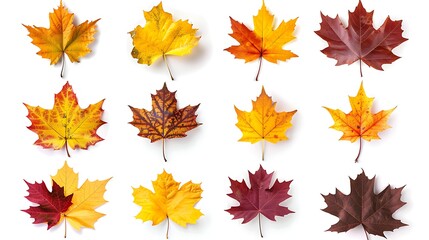 Wall Mural - Collection of autumn leaves isolated on transparent background
