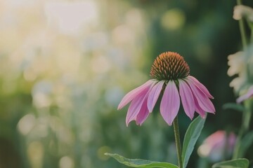 Wall Mural - An asymmetrical summer garden with pink coneflowers and purple agastache