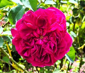 Beautiful Close Up Flower