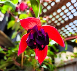 Beautiful Close Up Flower