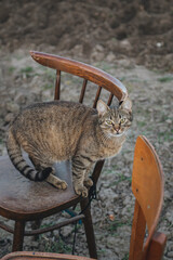 Wall Mural - Cat on a wooden chair in the garden, concept of agriculture and gardening.