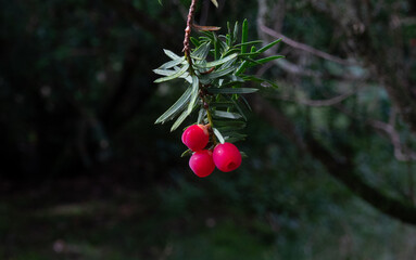 European yew shoot with bright red mature cones