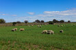 © foto4440 - Sheep in rural landscape, La Pampa Province, Patagonia,Argentina